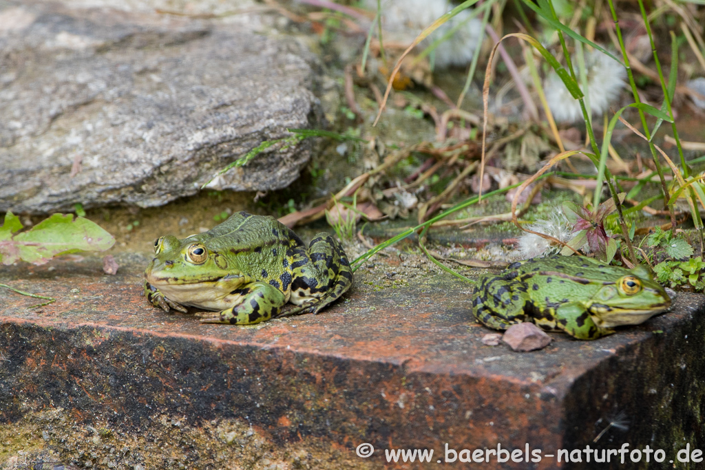 Grünfrosch