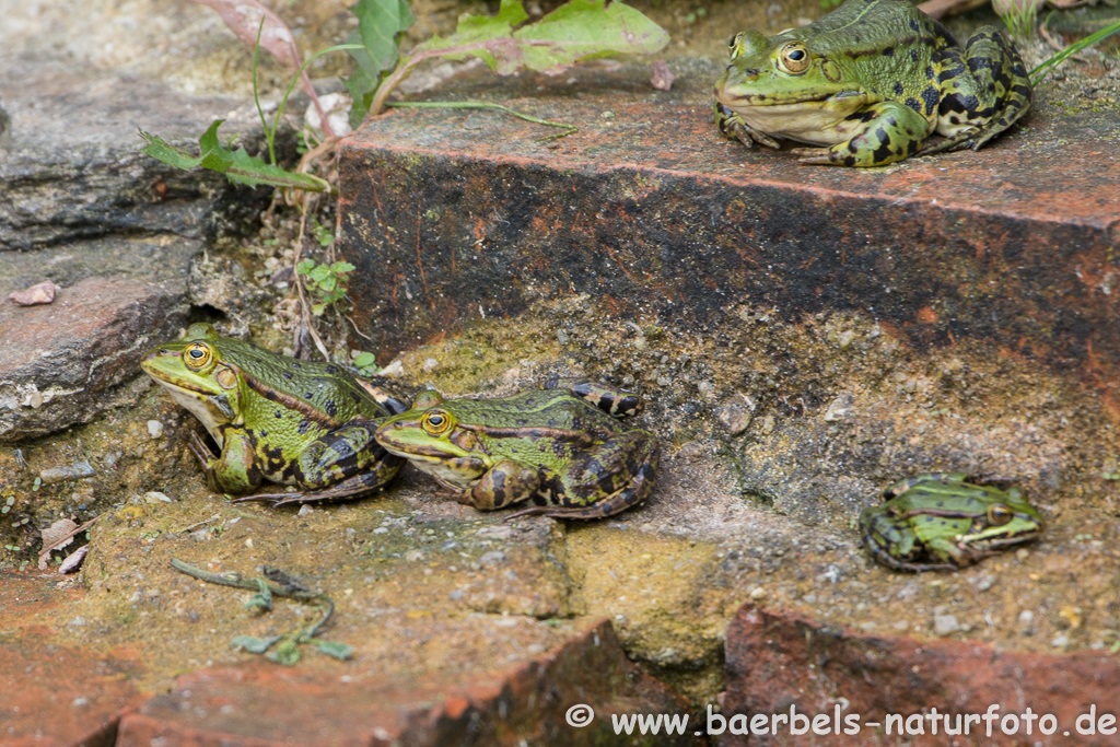 Grünfrosch