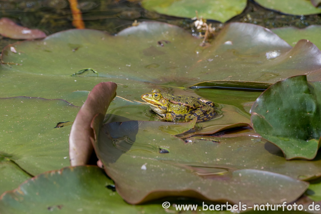 Grünfrosch