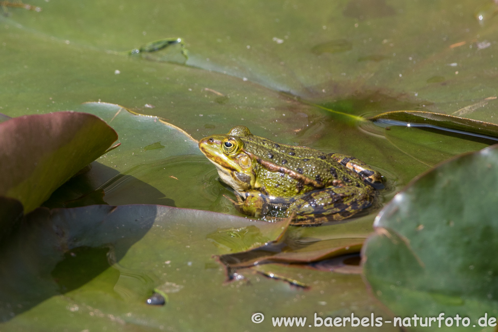 Grünfrosch