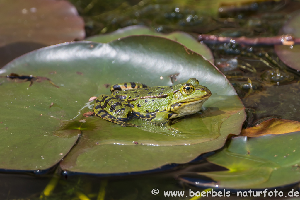 Grünfrosch