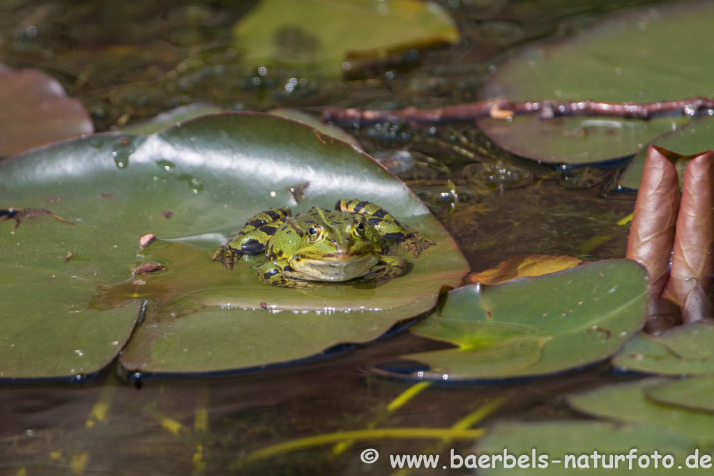 Grünfrosch