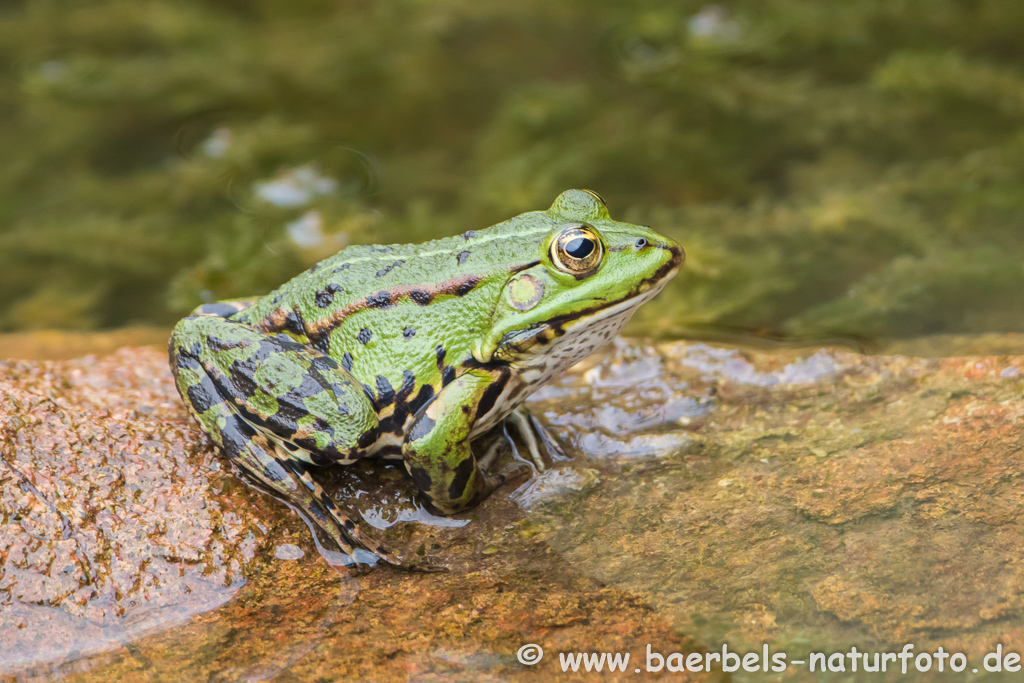 Grünfrosch