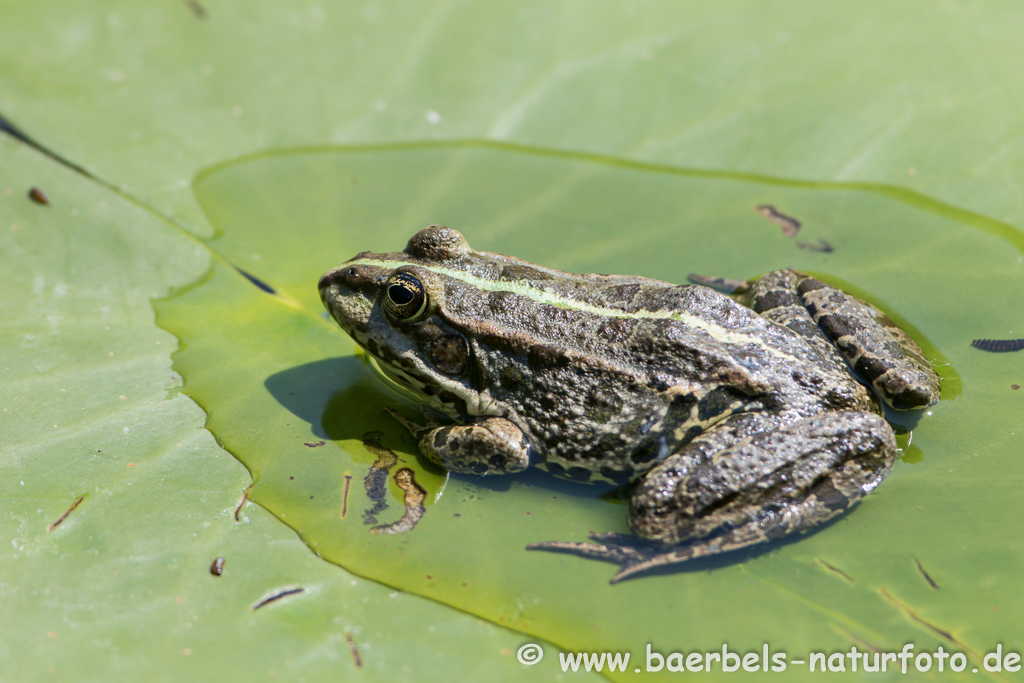 Grünfrosch