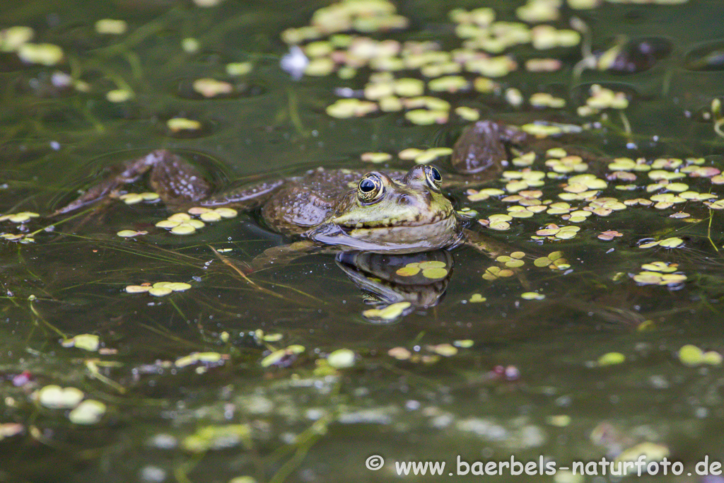 Grünfrosch