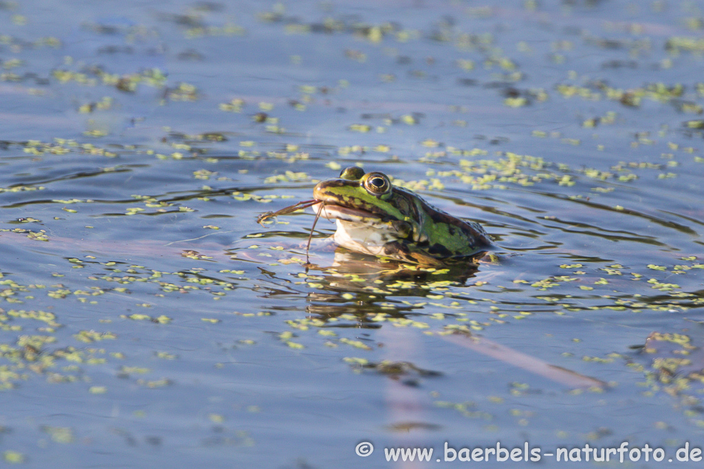 Grünfrosch