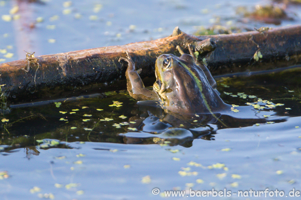 Grünfrosch