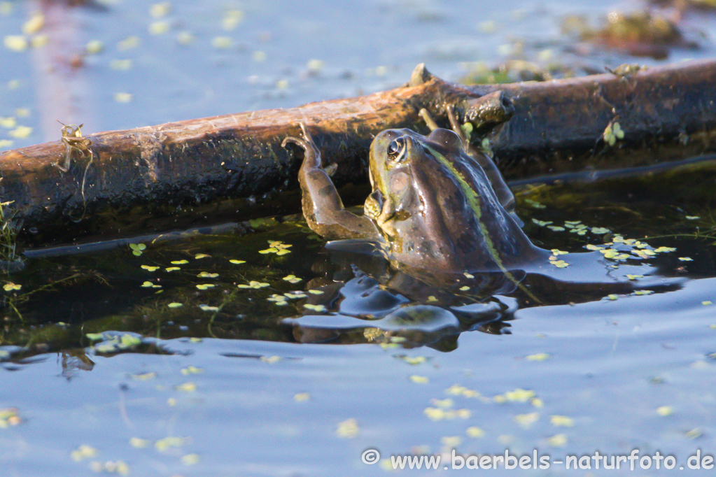 Grünfrosch