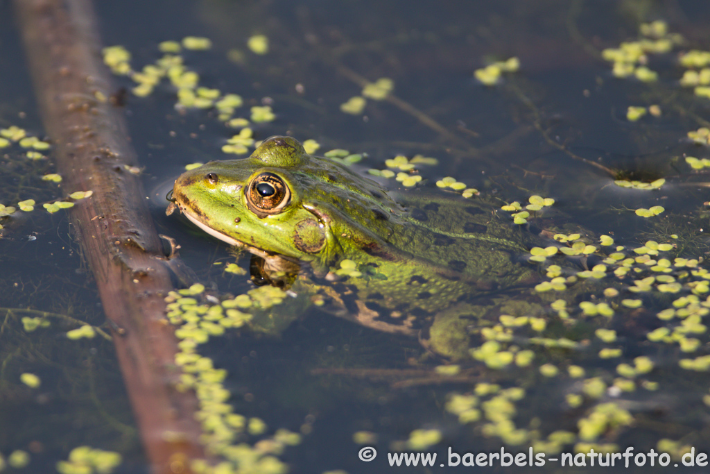 Grünfrosch