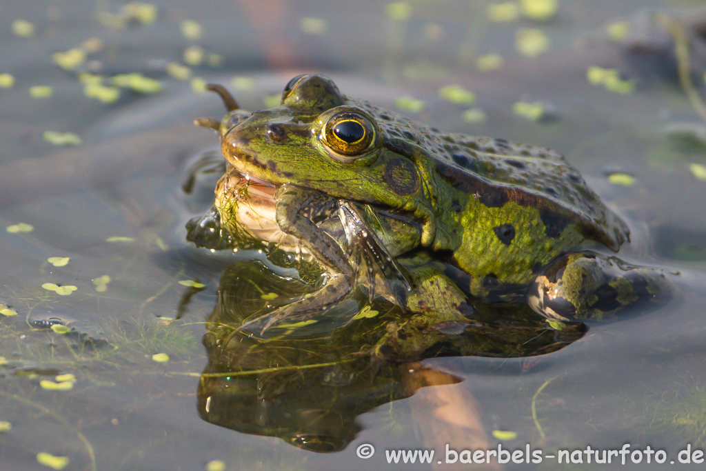 Grünfrosch