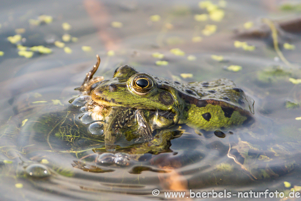 Grünfrosch