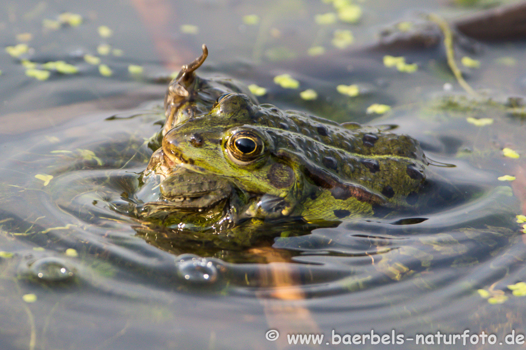 Grünfrosch