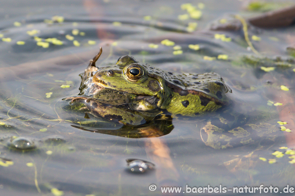 Grünfrosch