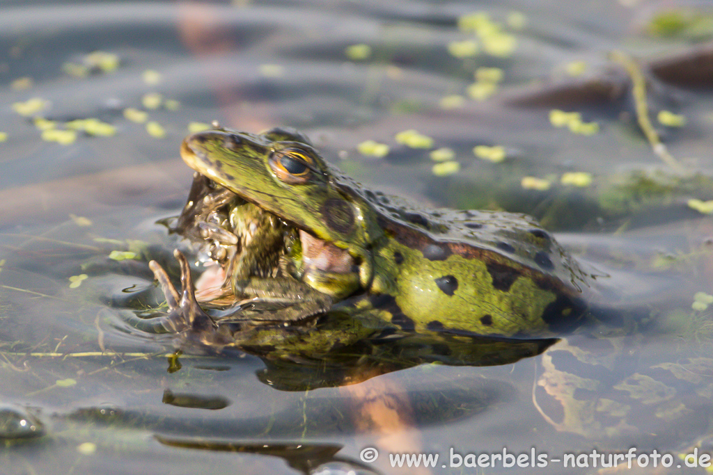 Grünfrosch