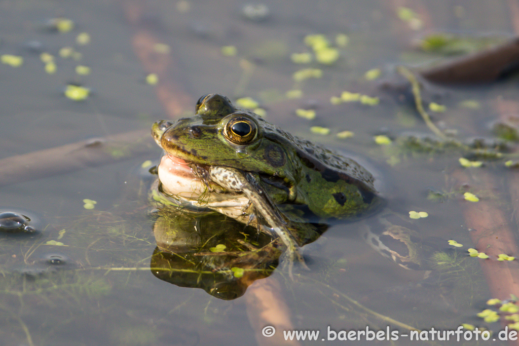 Grünfrosch