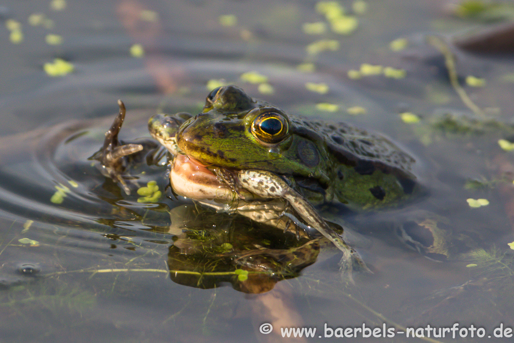 Grünfrosch