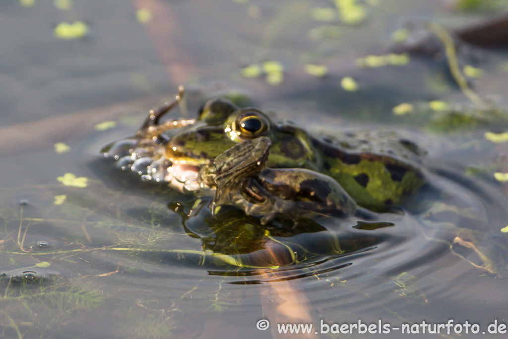 Grünfrosch