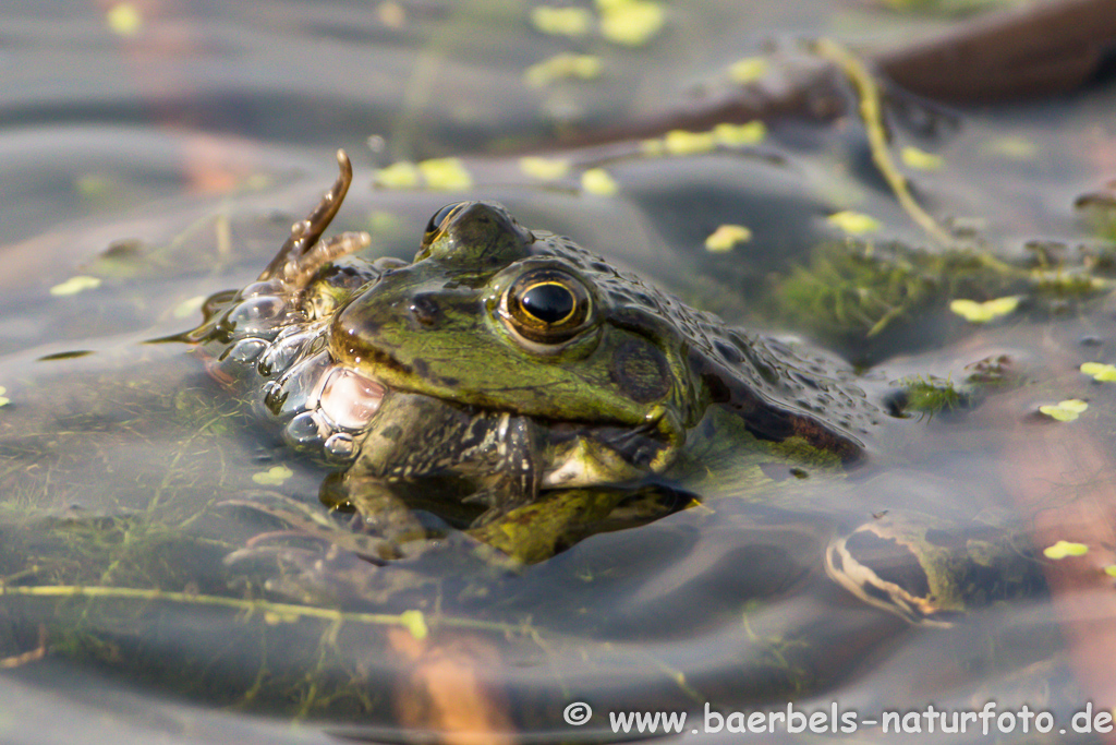 Grünfrosch