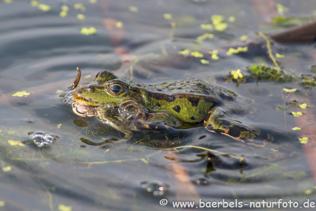 Grünfrosch