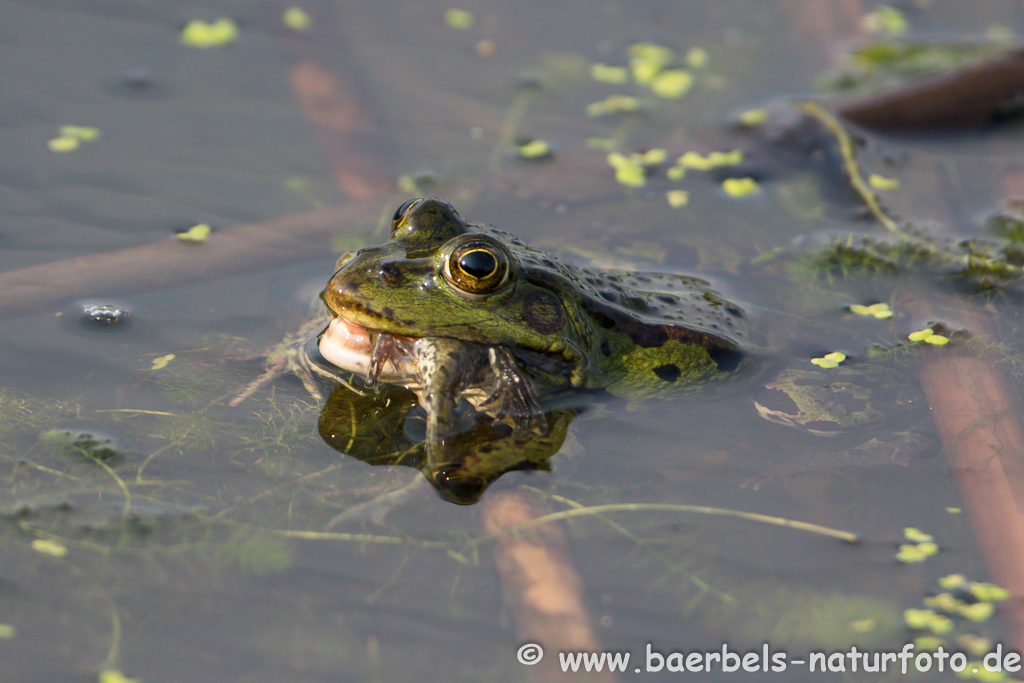 Grünfrosch