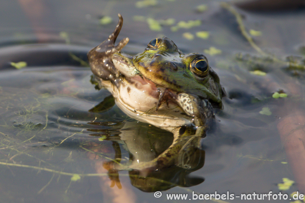 Grünfrosch