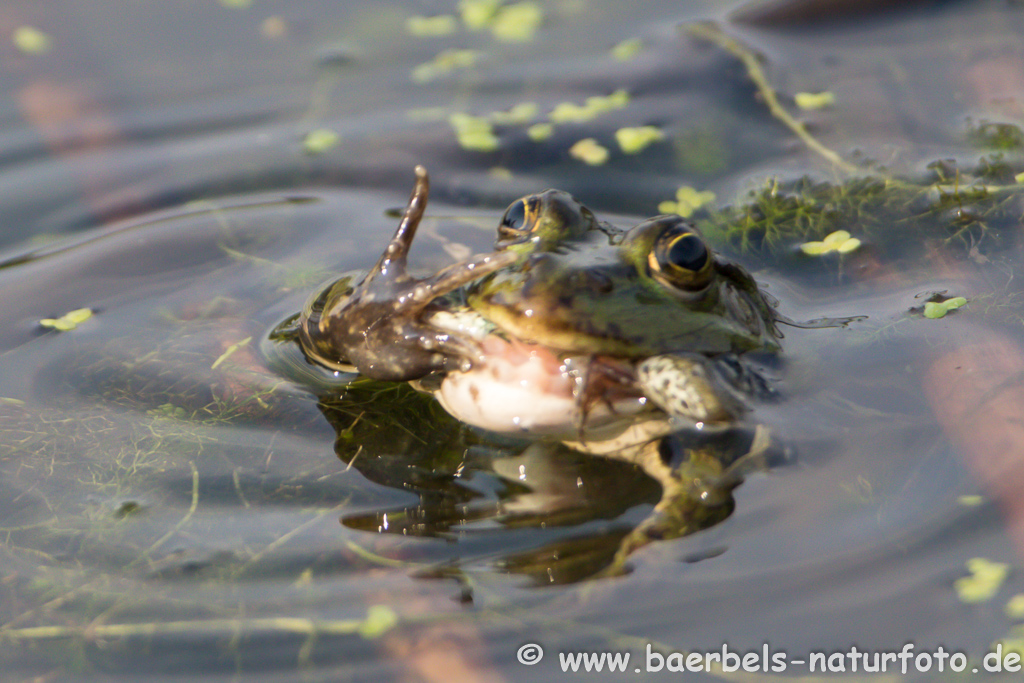 Grünfrosch