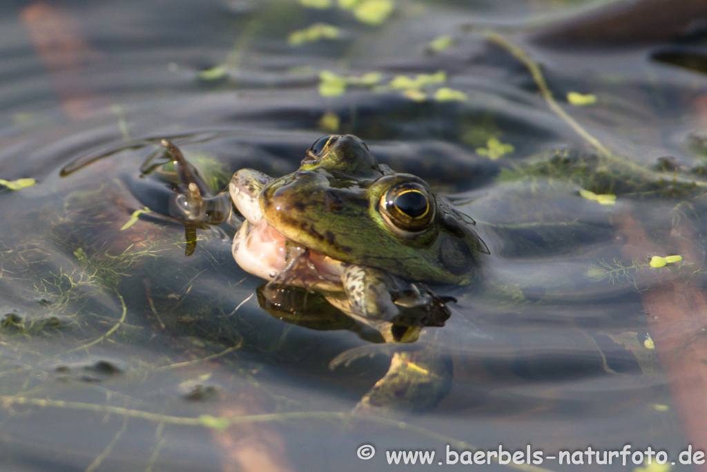 Grünfrosch