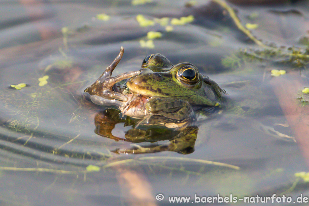 Grünfrosch