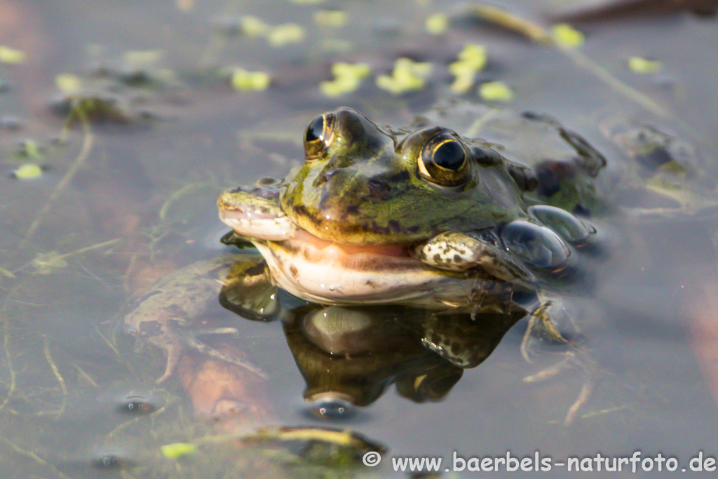 Grünfrosch