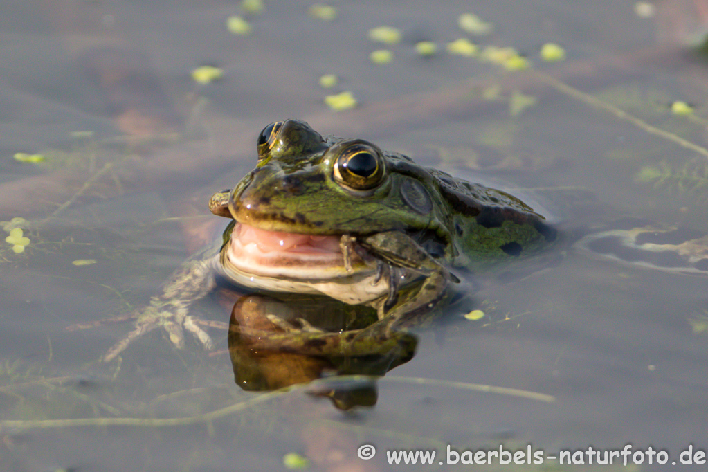 Grünfrosch