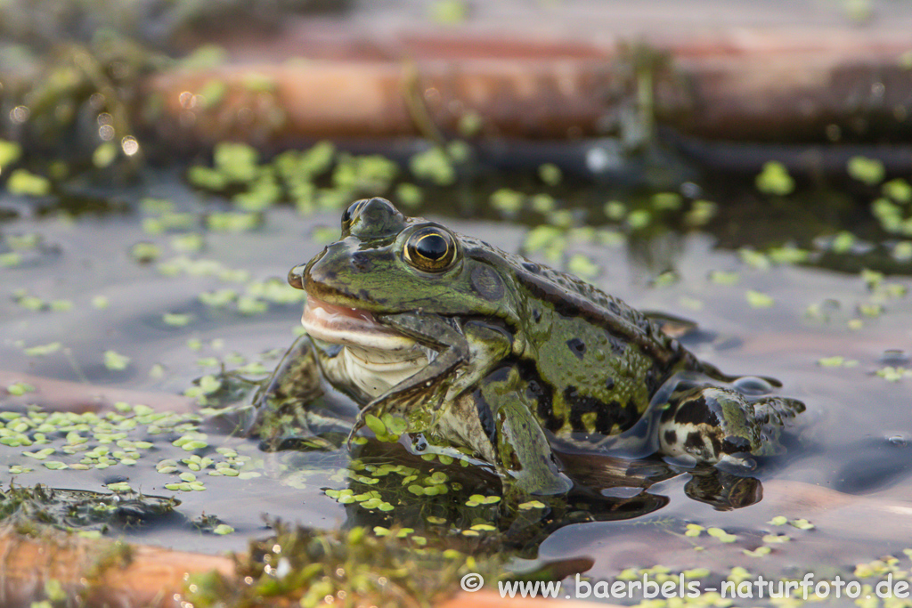 Grünfrosch