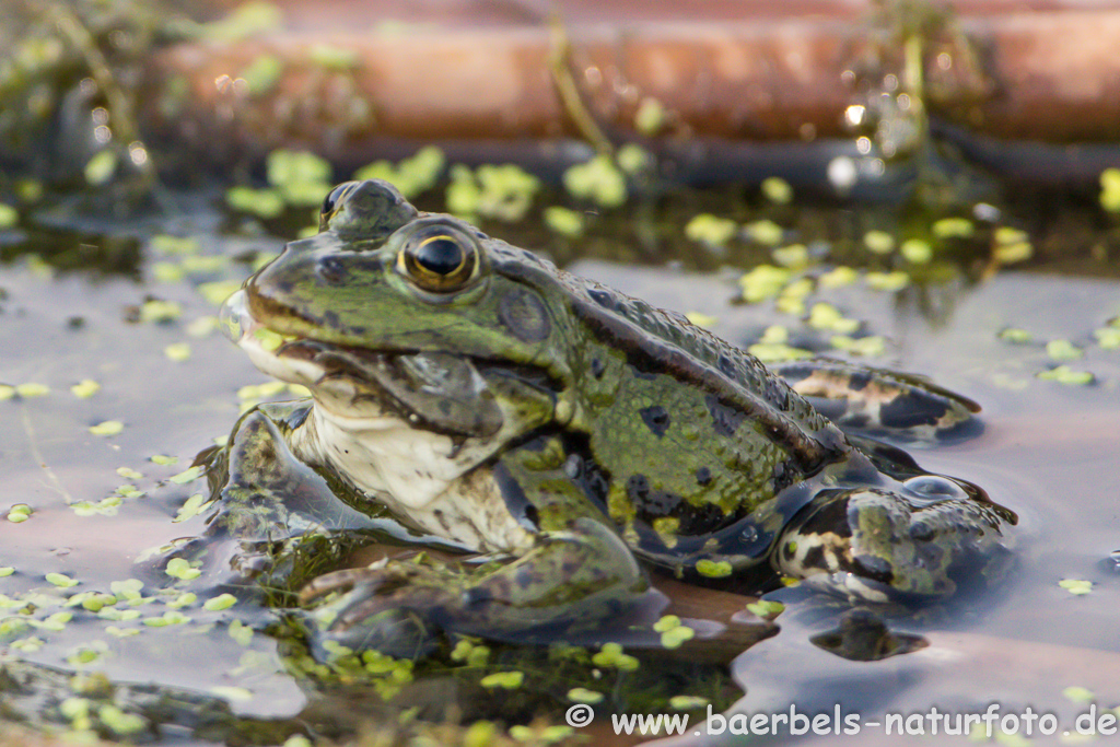 Grünfrosch