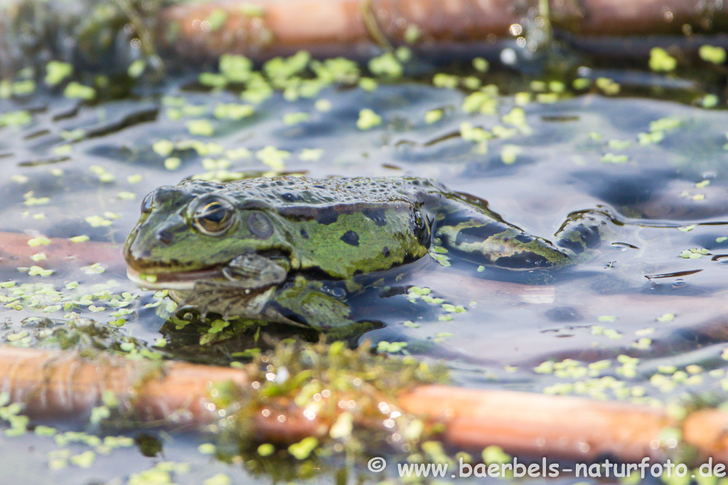 Grünfrosch