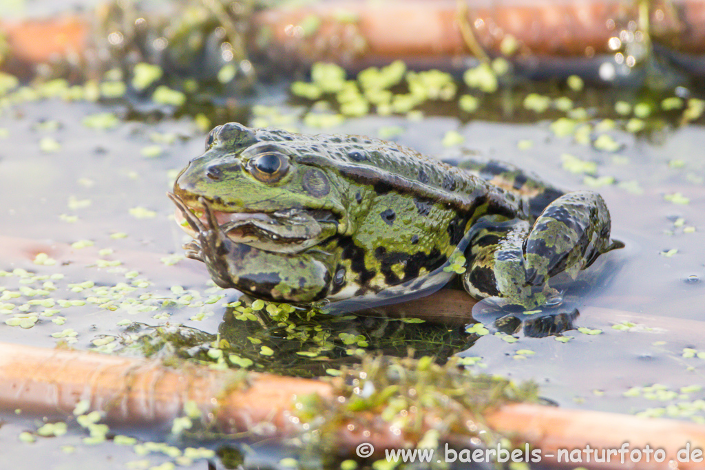 Grünfrosch