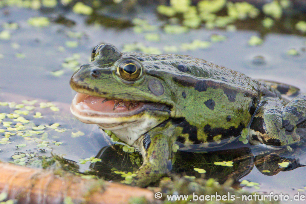 Grünfrosch