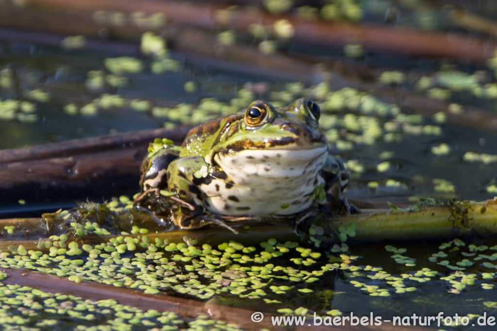 Grünfrosch