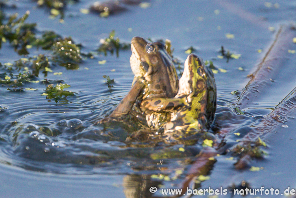 Grünfrosch