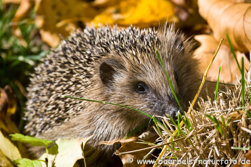 Igel