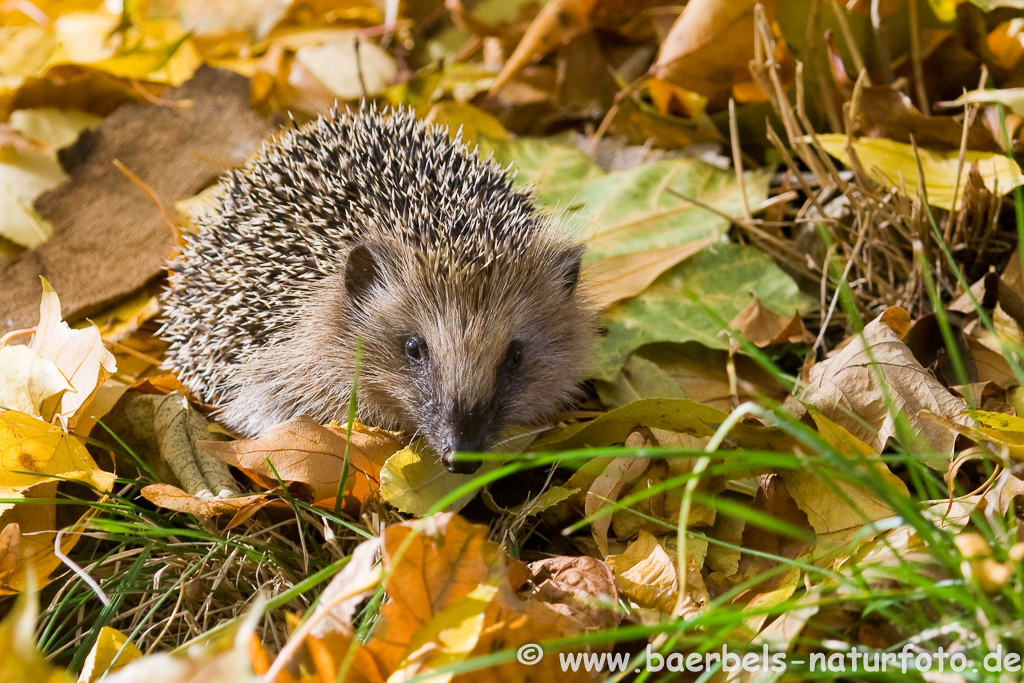 Igel