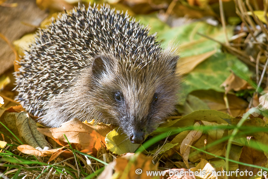 Igel