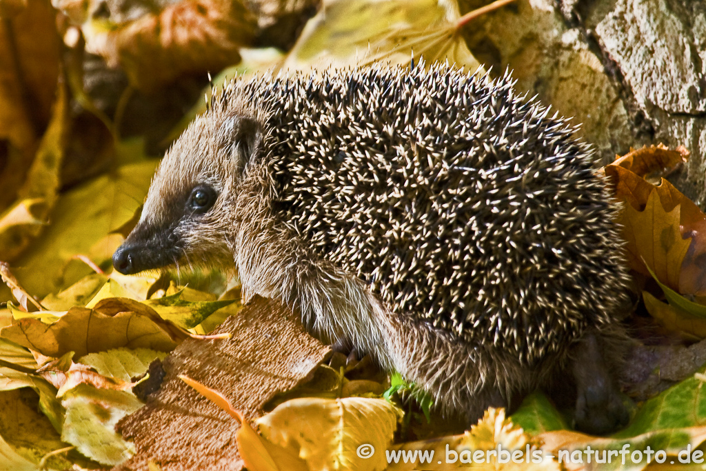 Igel