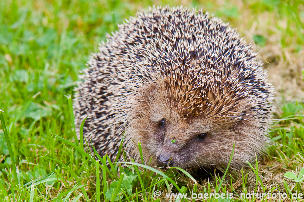 Igel