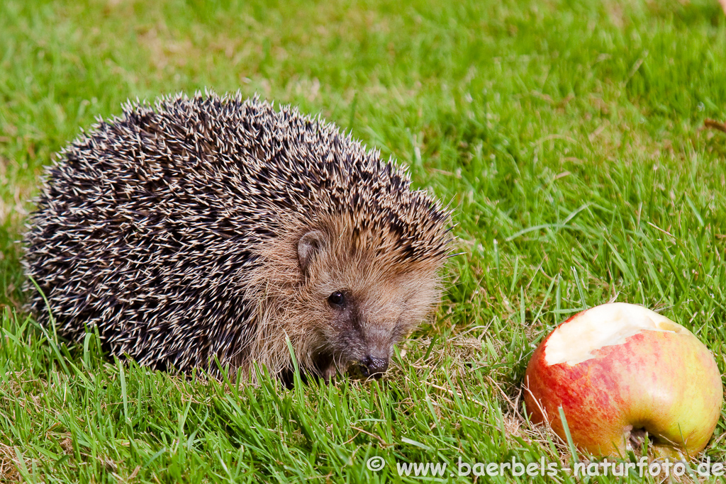 Igel