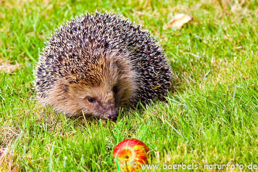 Igel