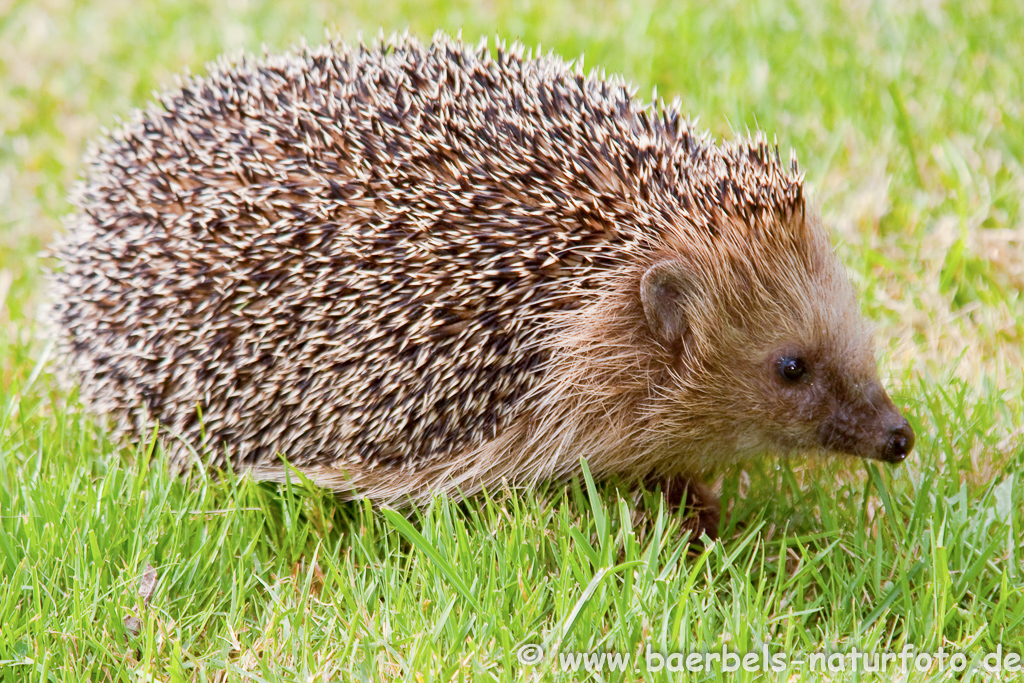 Igel