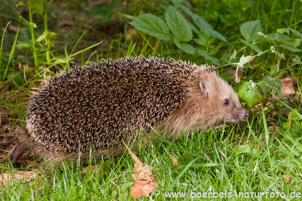 Igel