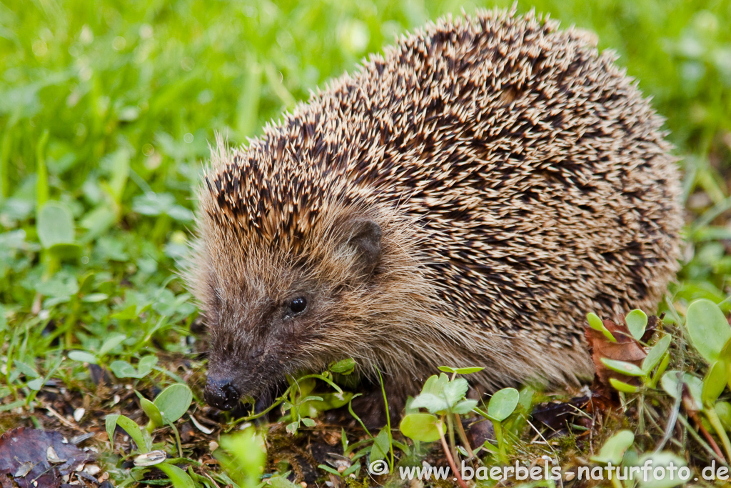 Igel