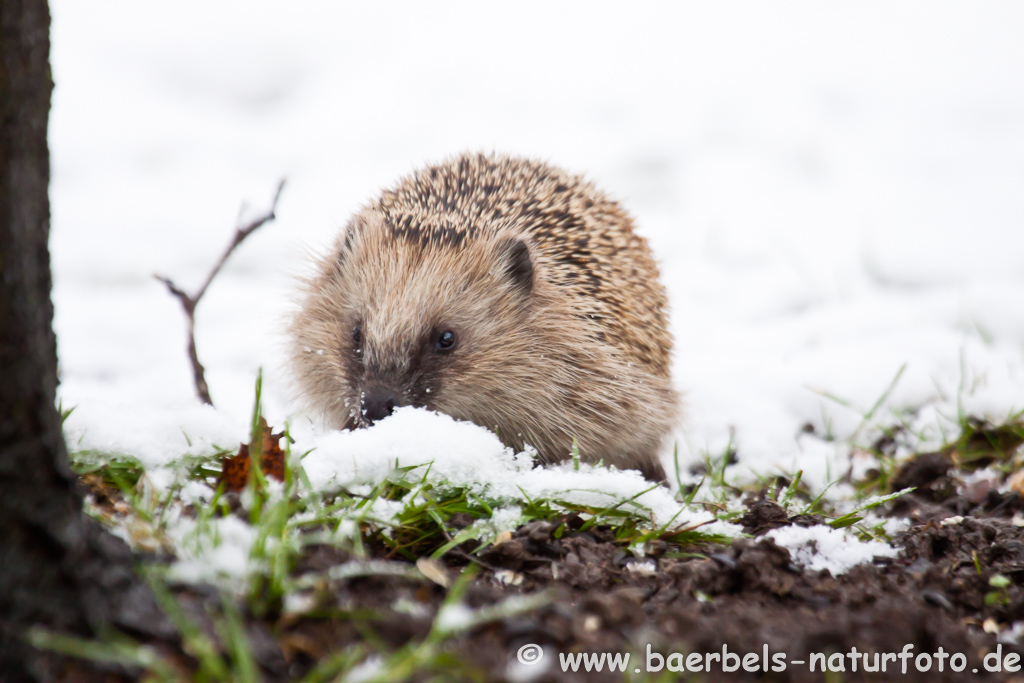 Igel