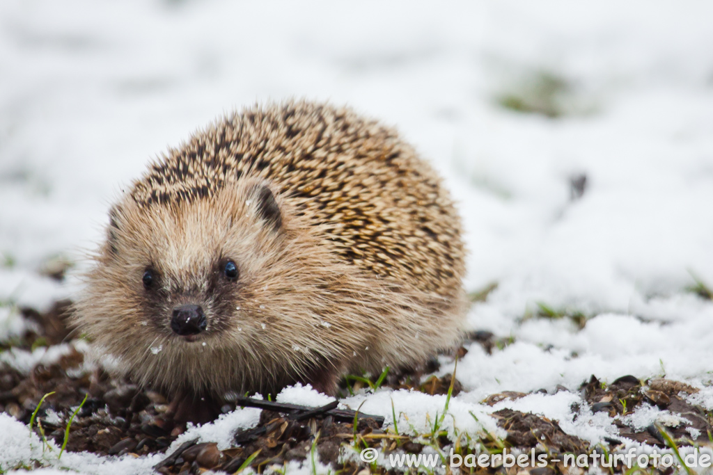 Igel