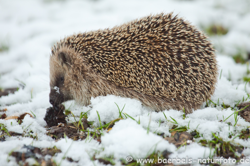 Igel